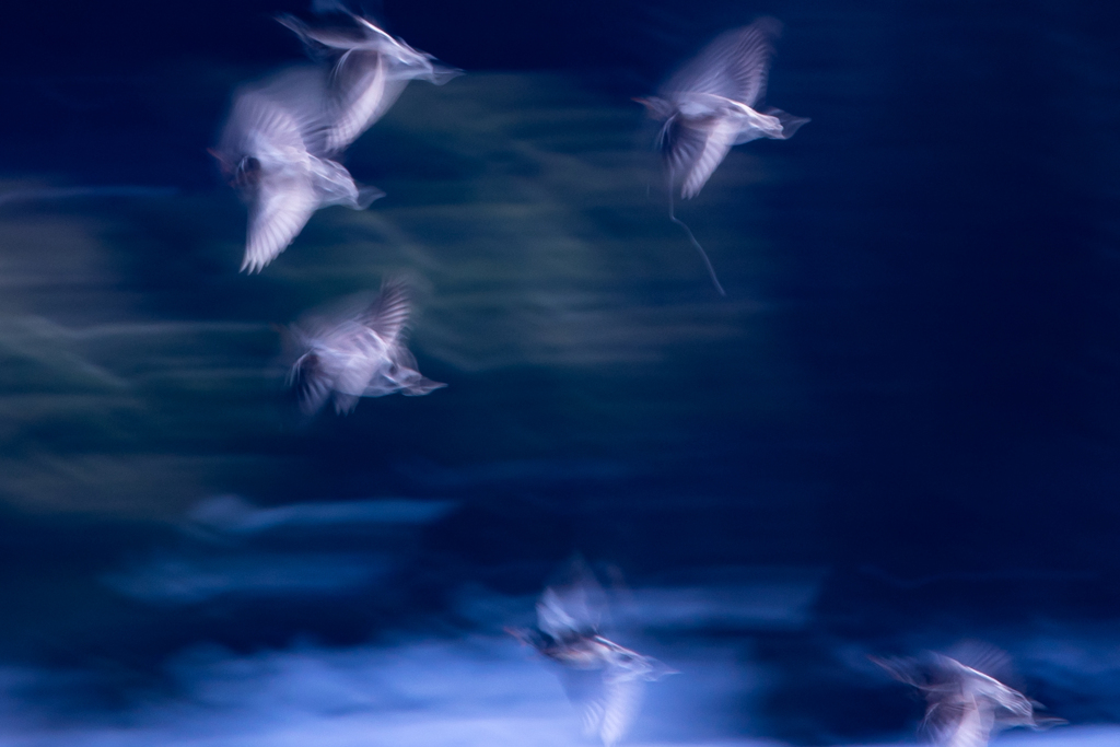 ムクドリの流し撮り　2