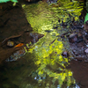 水に写る葉っぱの写り込み