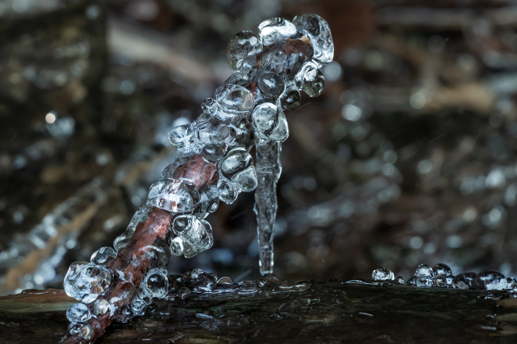 氷のプードル