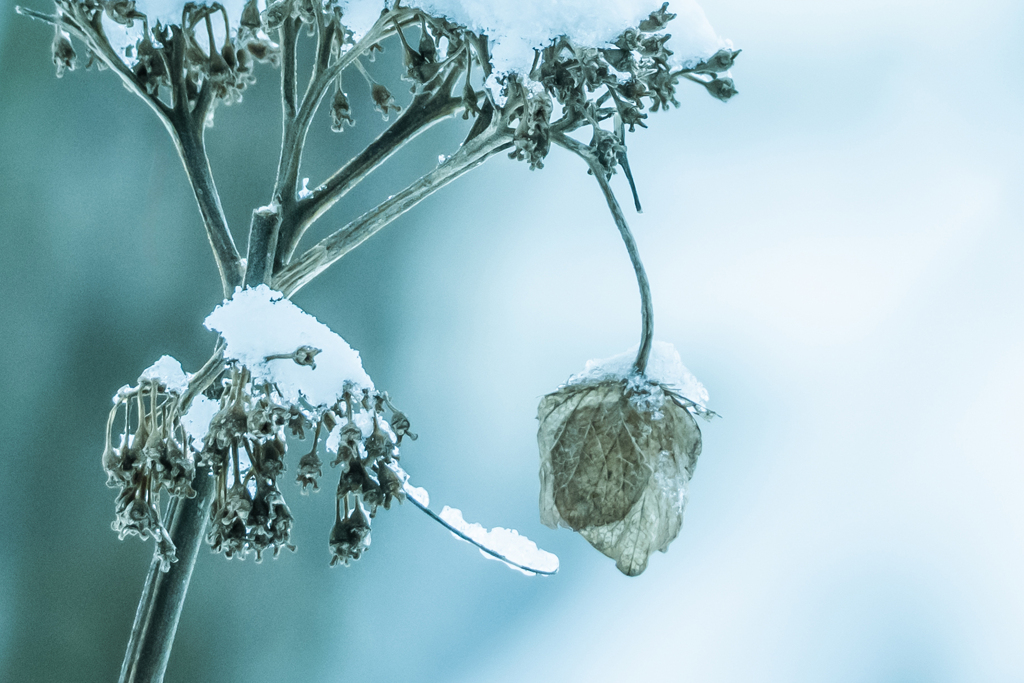 雪を被った紫陽花