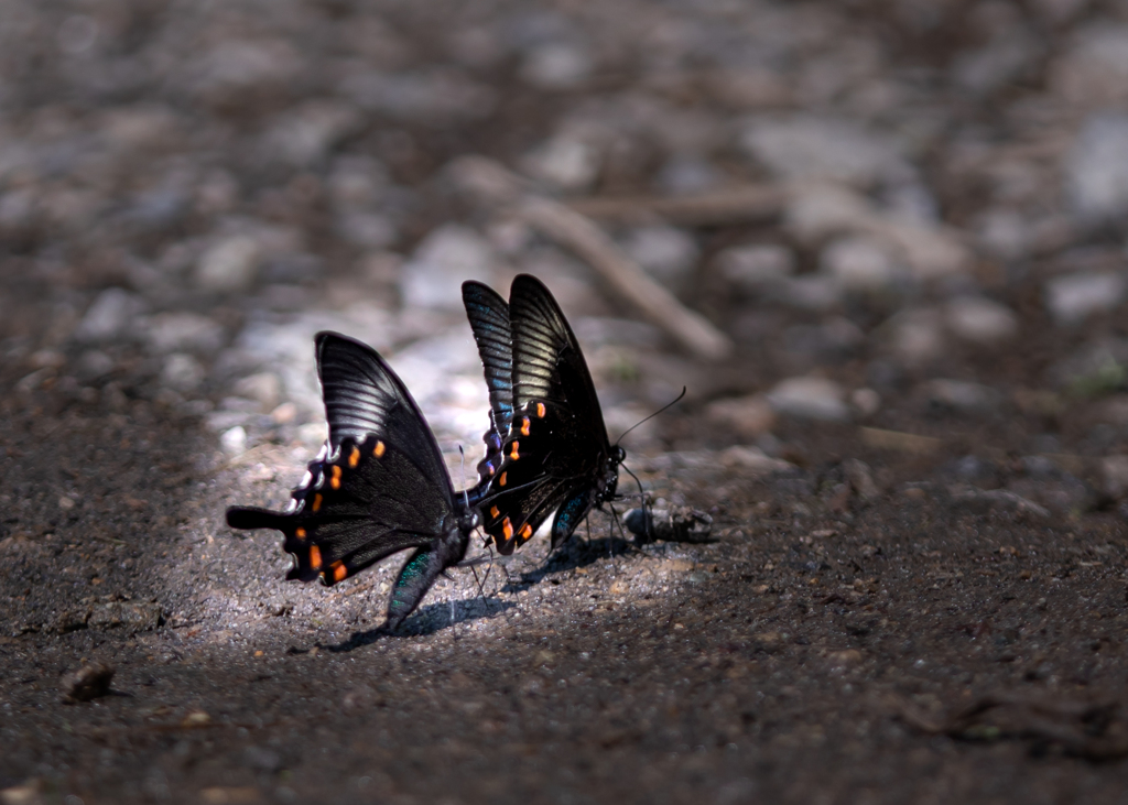 カラスアゲハ　集水