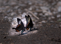 カラスアゲハ　集水