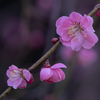 梅の花　