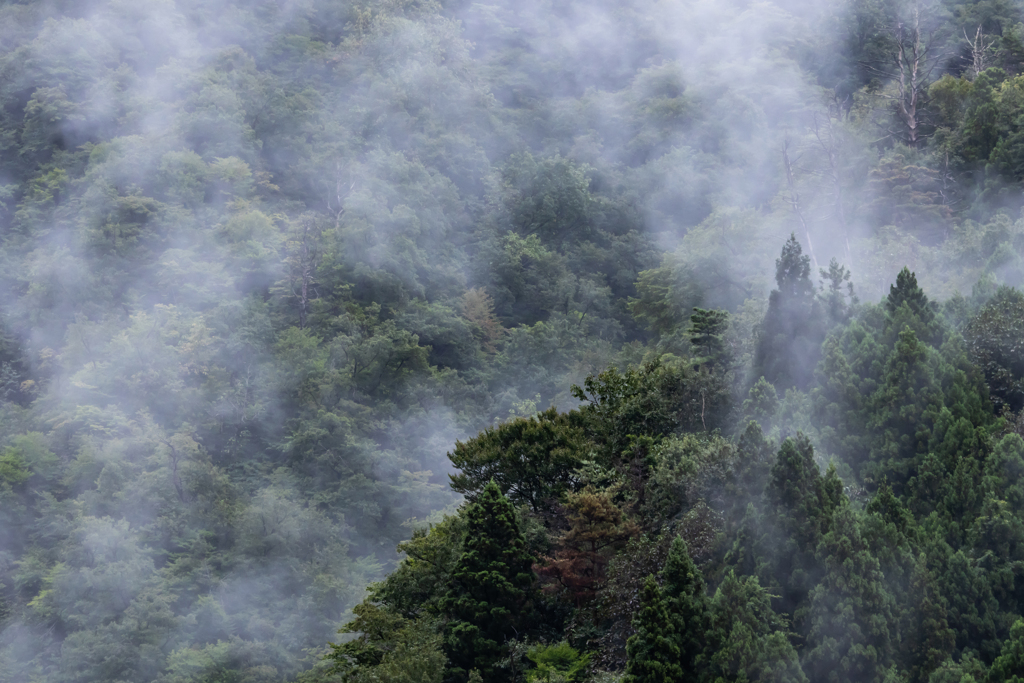 霧の情景