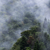 霧の情景