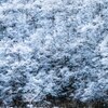 淡雪