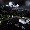 控えめな桜