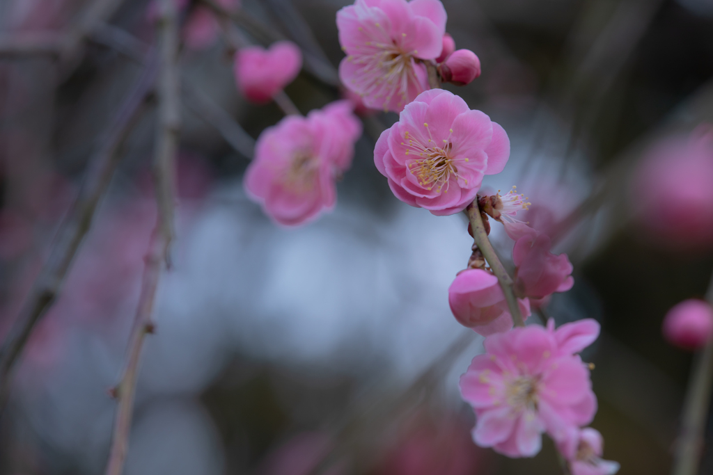 咲きだした梅の花