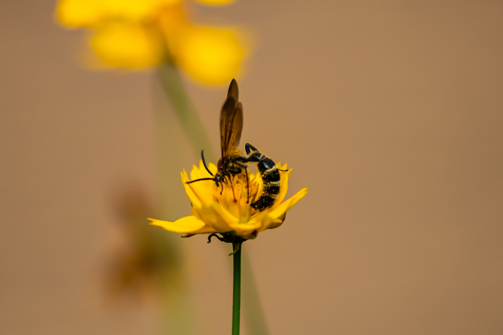 キバナコスモスにやって来た　蜂