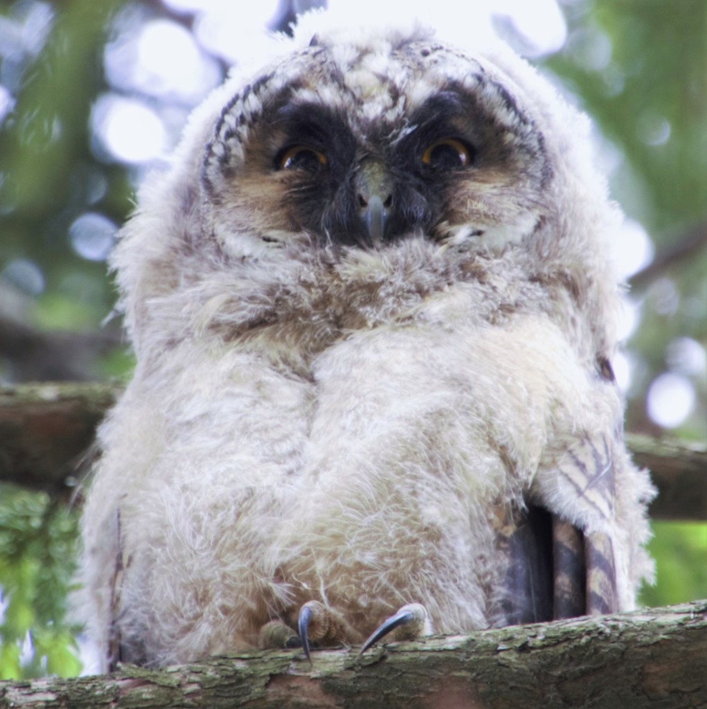 アオバズクかコノハズク