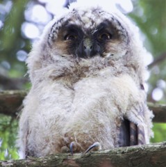 アオバズクかコノハズク