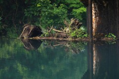 自然のオブジェ