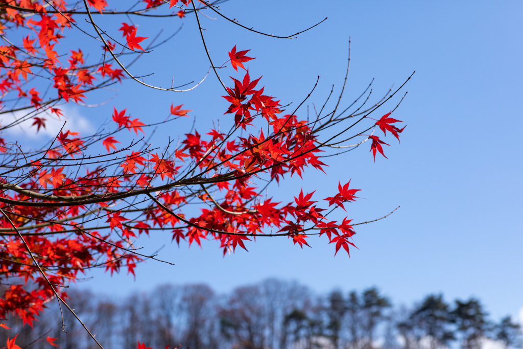 終わりに近い紅葉