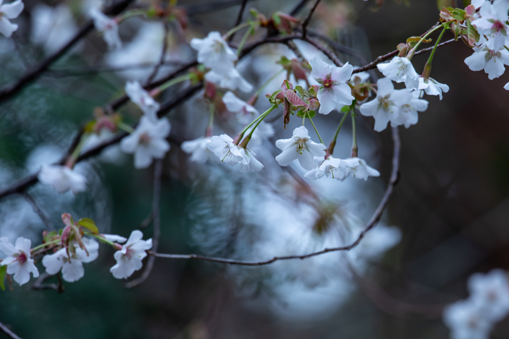 山桜