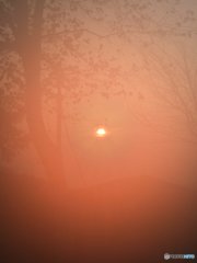 濃霧の中　朝日が昇る