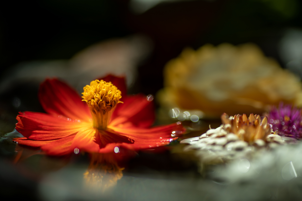 ミズに浮かべてあった　花