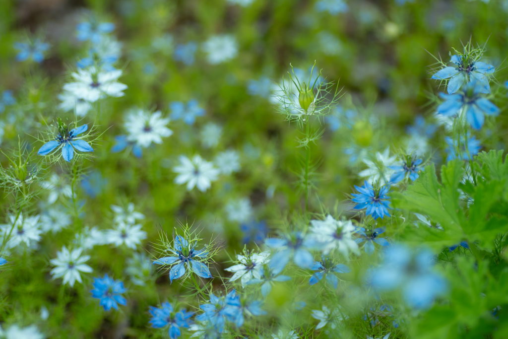 ニゲラの花畑