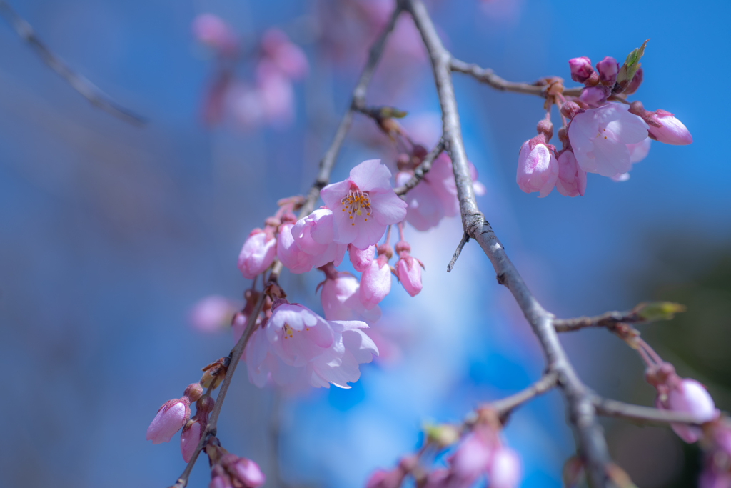 ラーメン屋　跡の桜