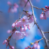 ラーメン屋　跡の桜