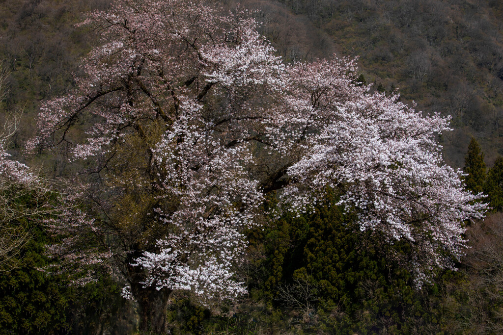 お気にいり桜