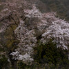 お気にいり桜