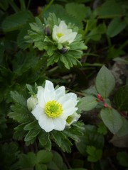 ハクサンイチゲ　