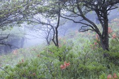 霧の中に　咲くツツジ