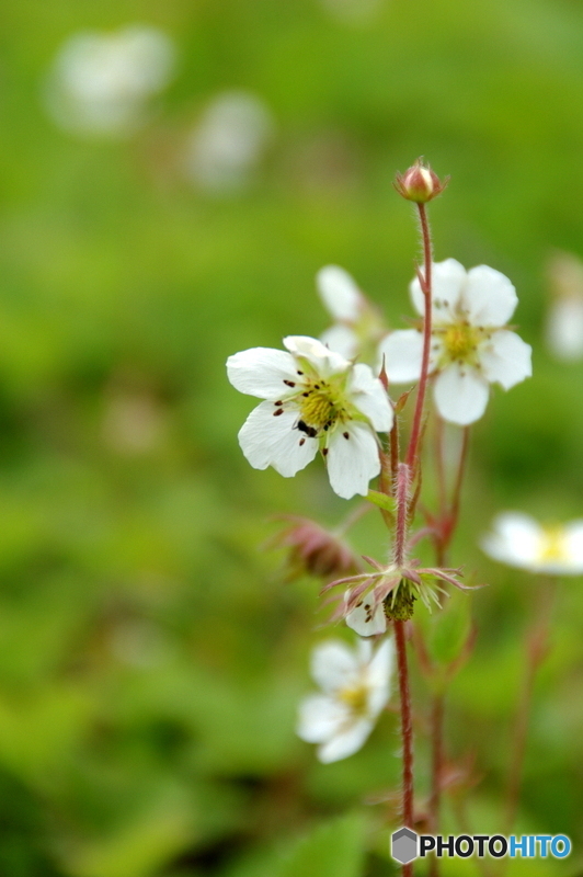 五竜植物園にて