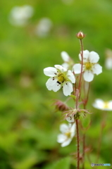 五竜植物園にて