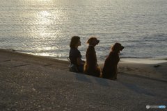 夕日を愛犬と　共に