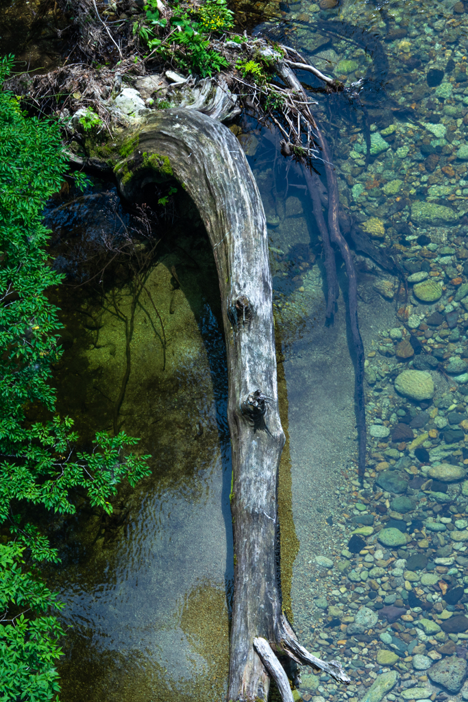 清流に横たわる