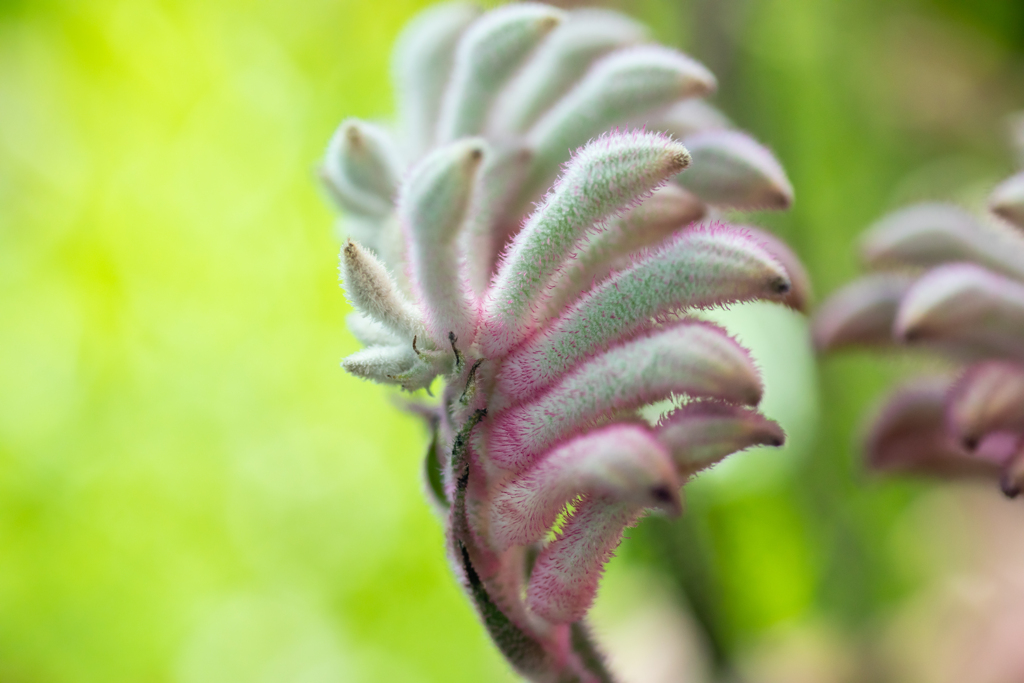 カンガルーポウ