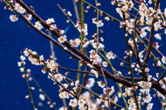 梅の花満開
