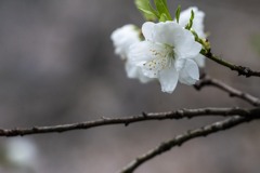 花桃