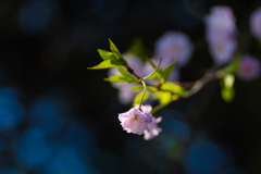 枝垂れ桜