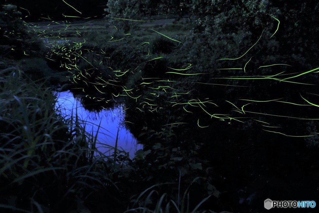 蛍 今年も会えました。