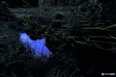 蛍 今年も会えました。