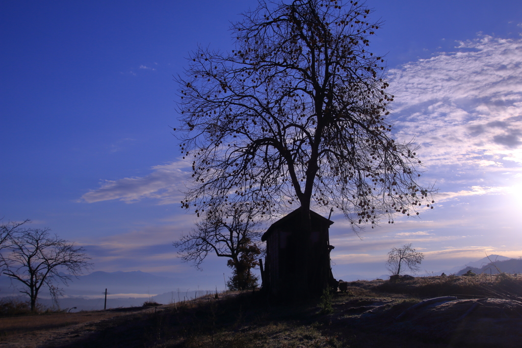 見上げた柿の木