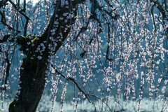 朝の光
