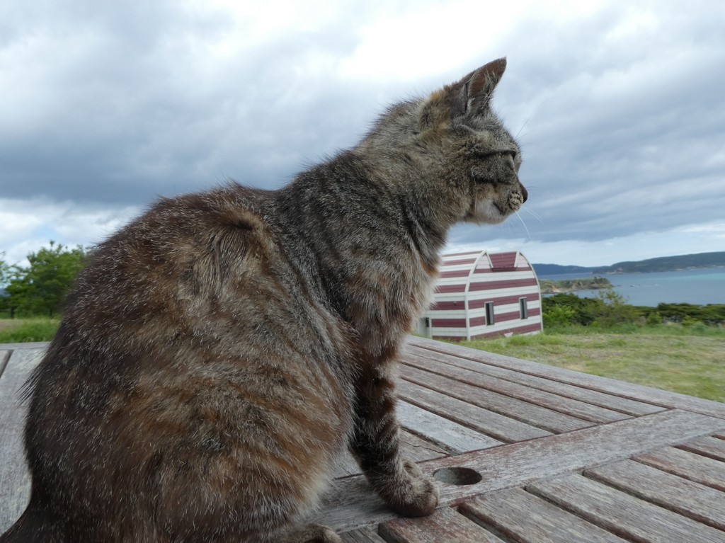 海を見ている猫