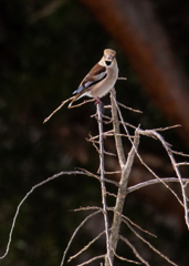 ウソがしっかりこちらを見ています。