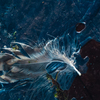 水鳥の羽
