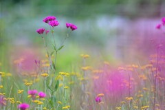野に咲く花　素敵な1日