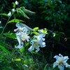 山の斜面を飾る