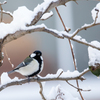 雪の日も元気