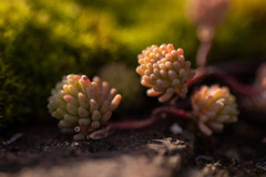 小さな植物　