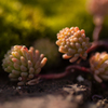 小さな植物　