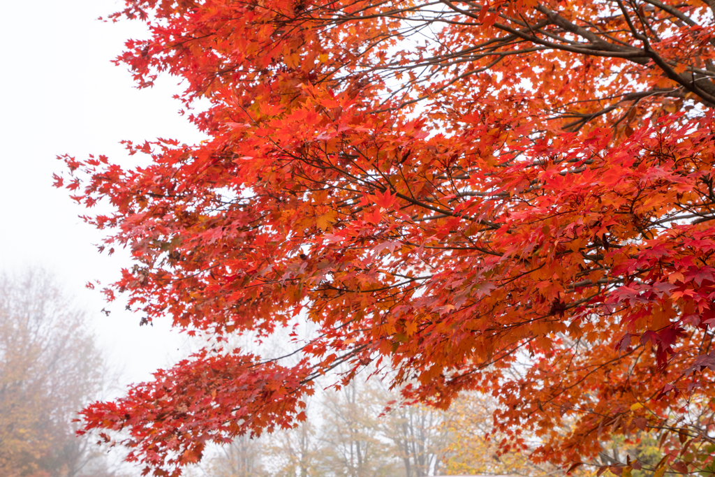 濃霧の中の紅葉