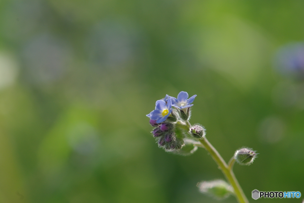 忘れな草　その2