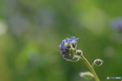 忘れな草　その2